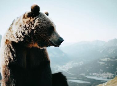 Niedźwiedź na Kasprowym Wierchu
